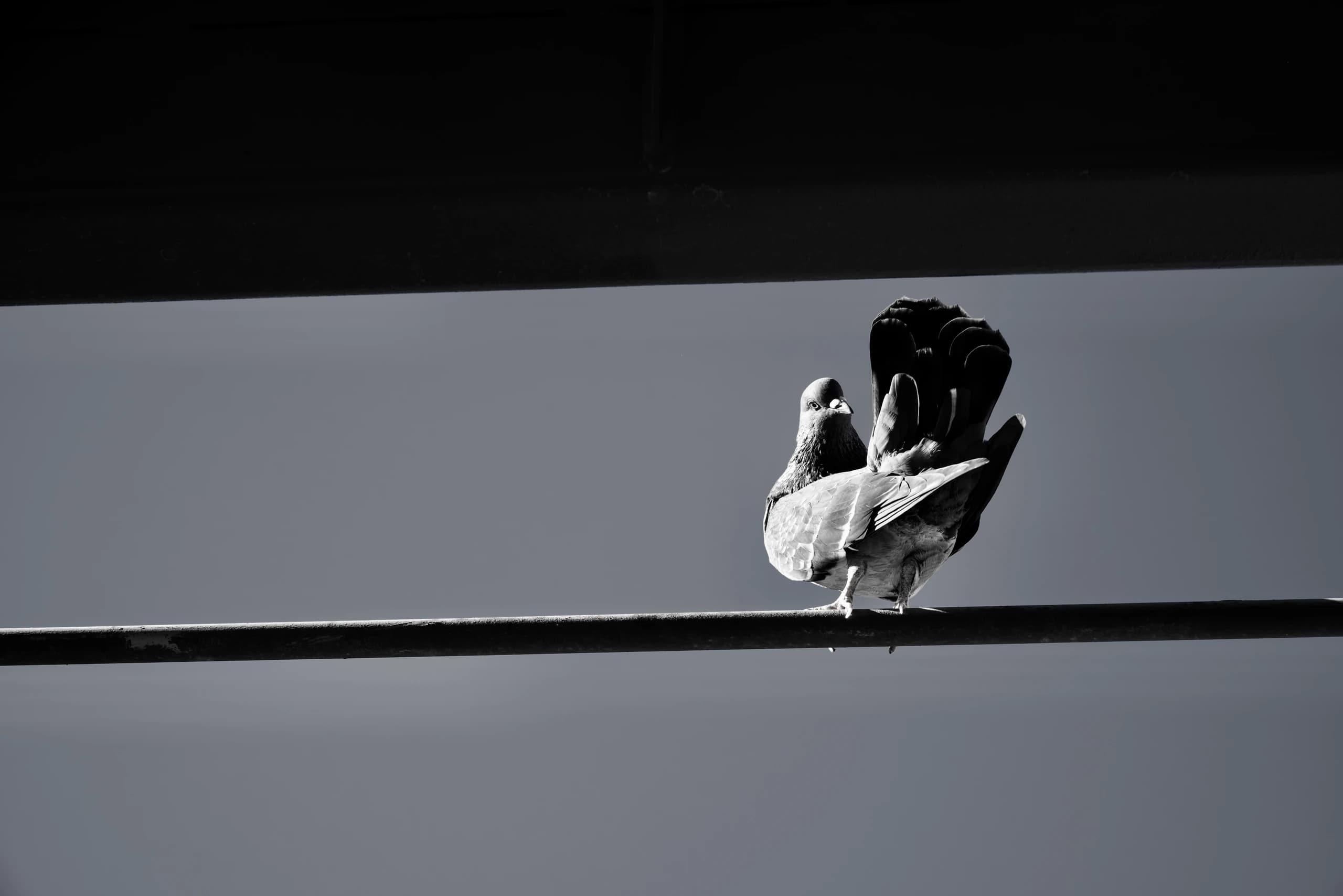SF Pigeon