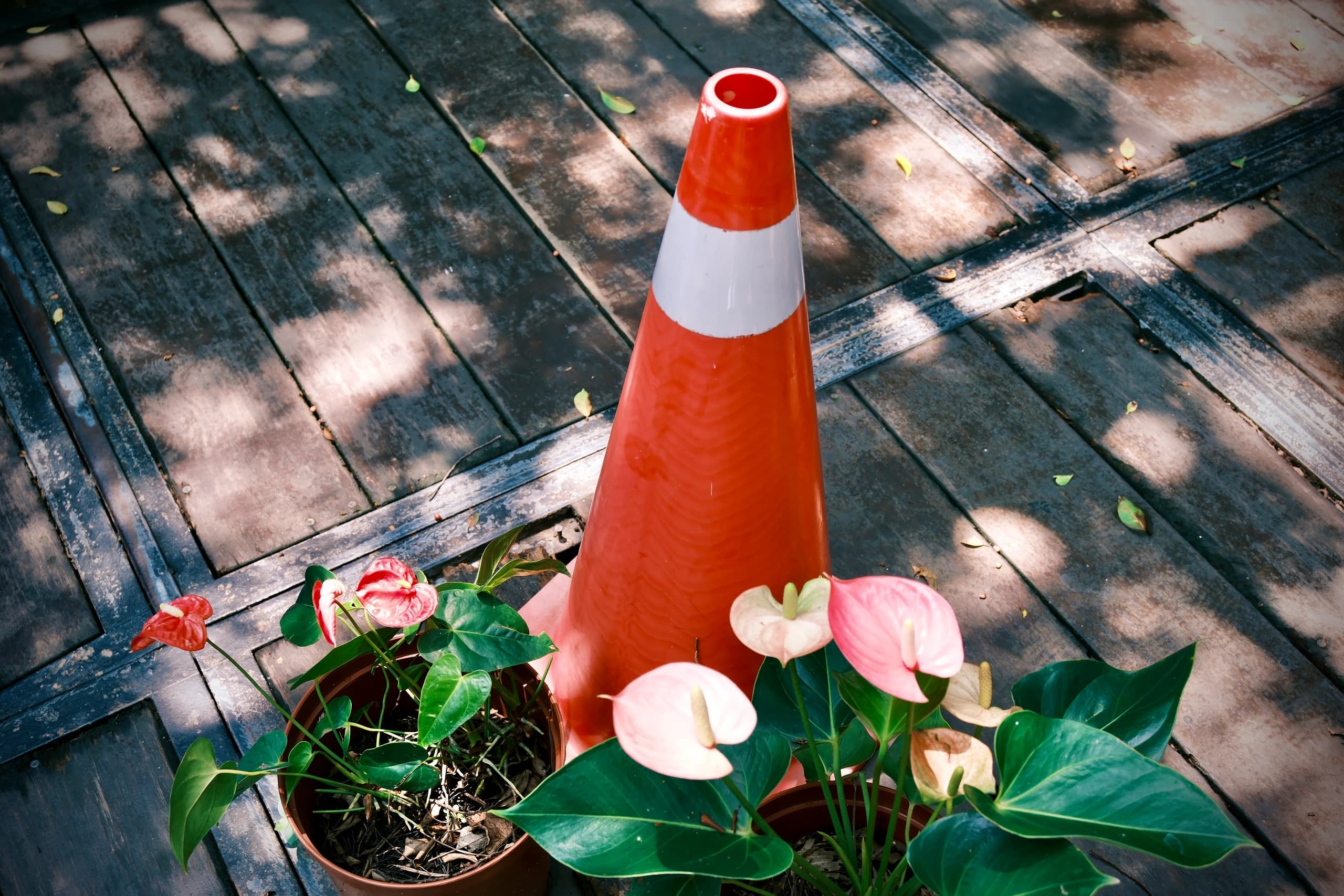 Traffic & Plants