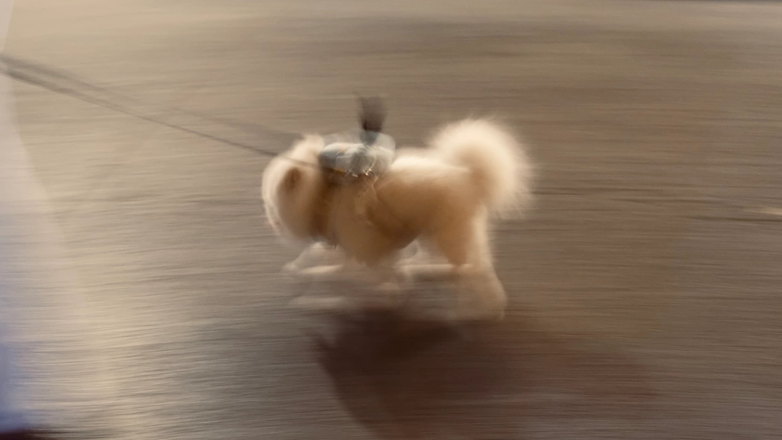 Speedy Doggie