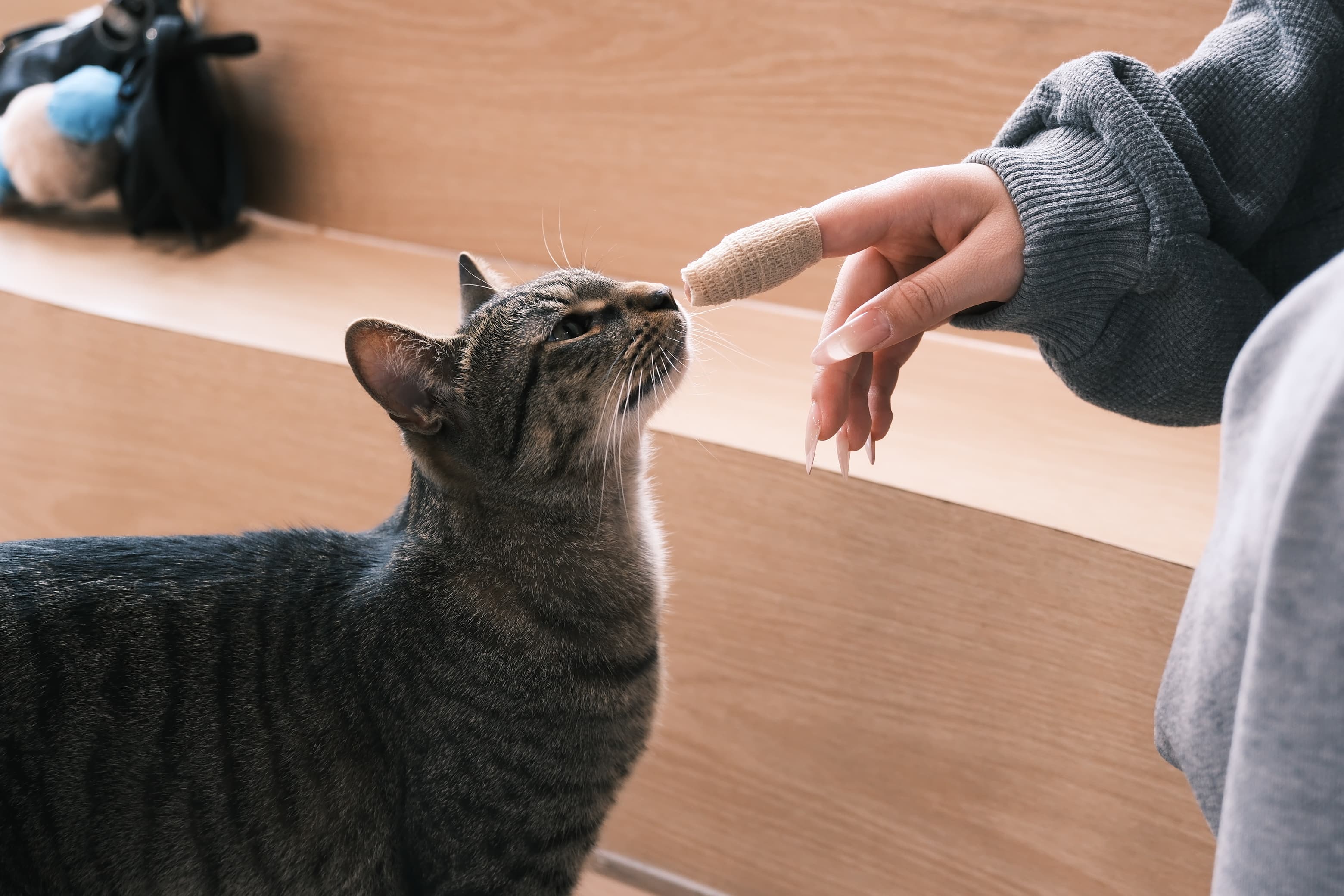 The Creation of Adam - Cat version