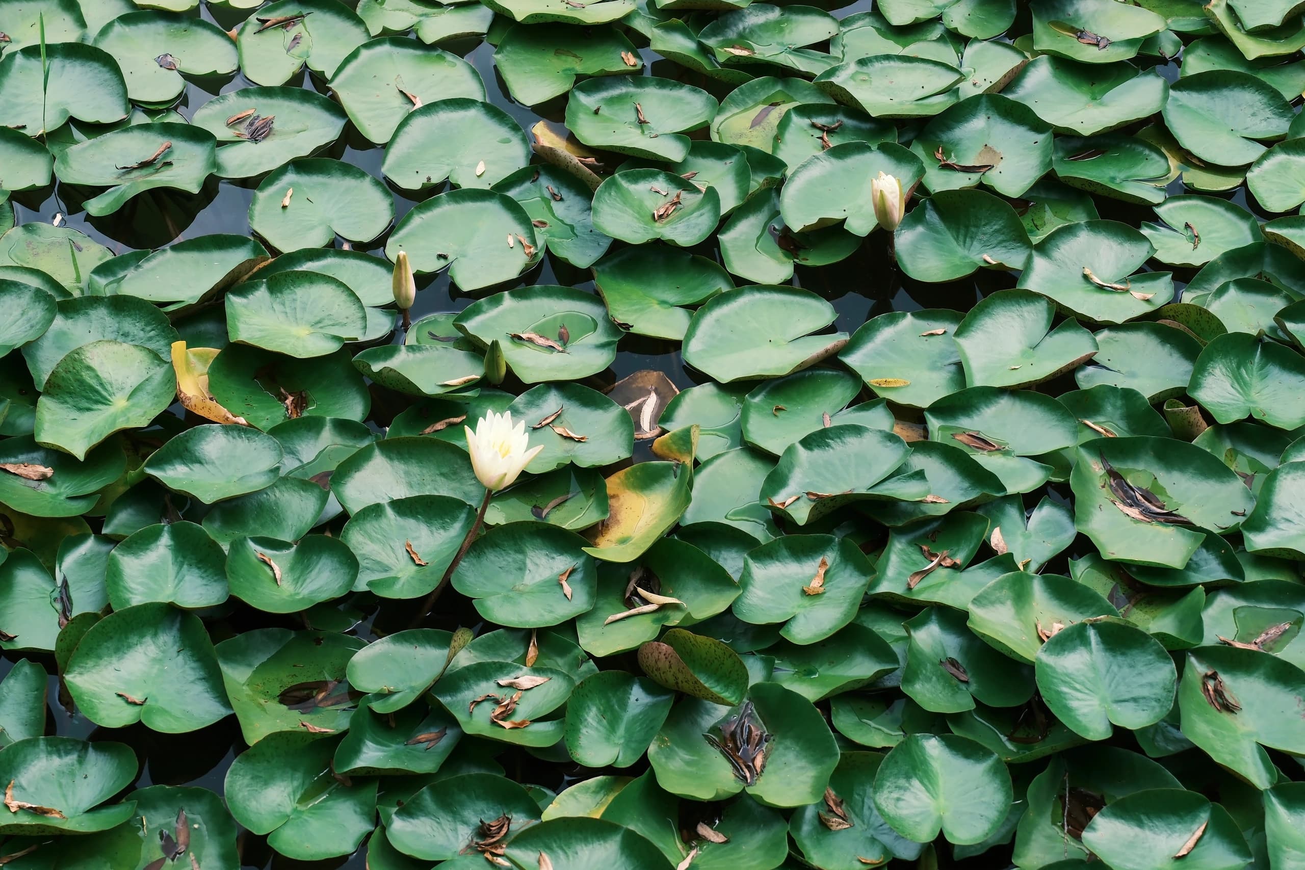 Lotus