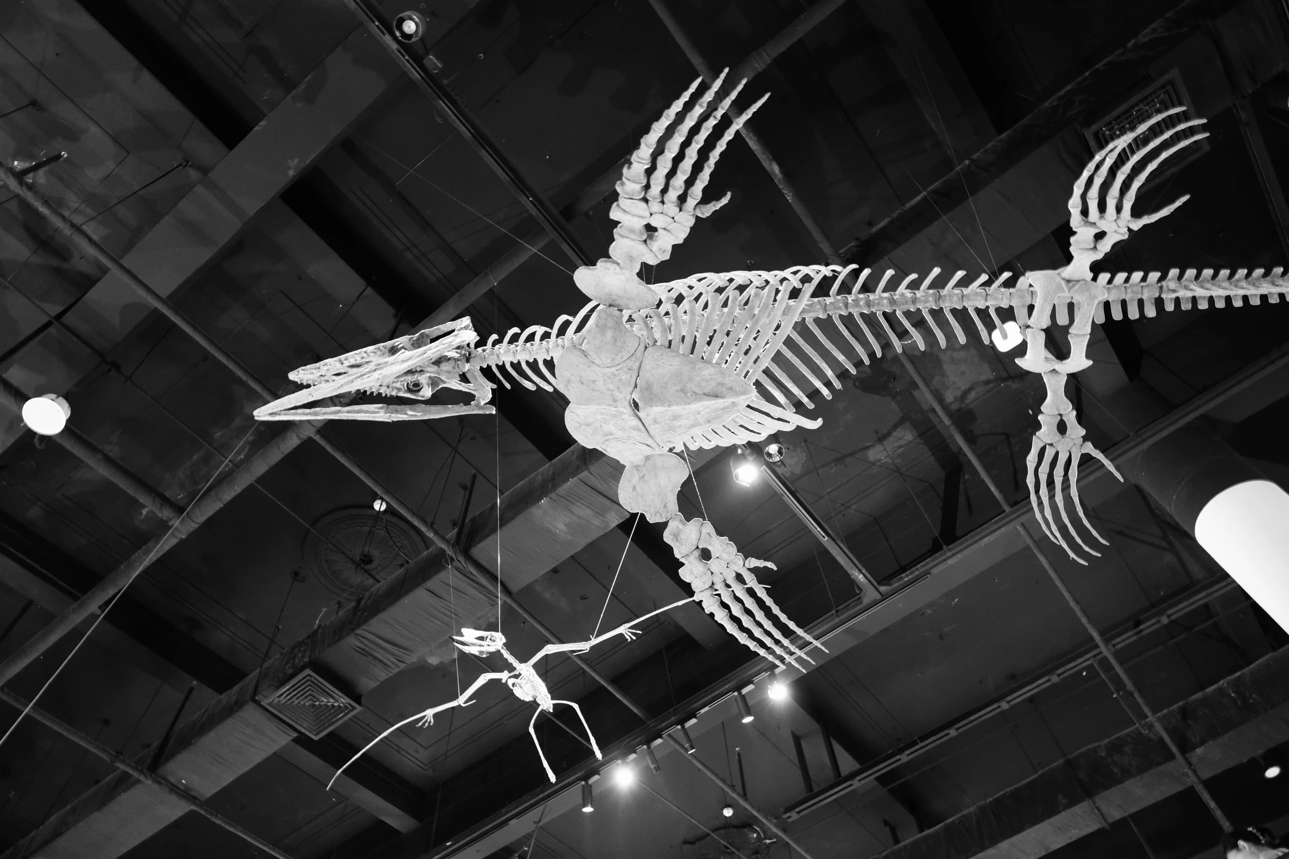 Dinosaurs