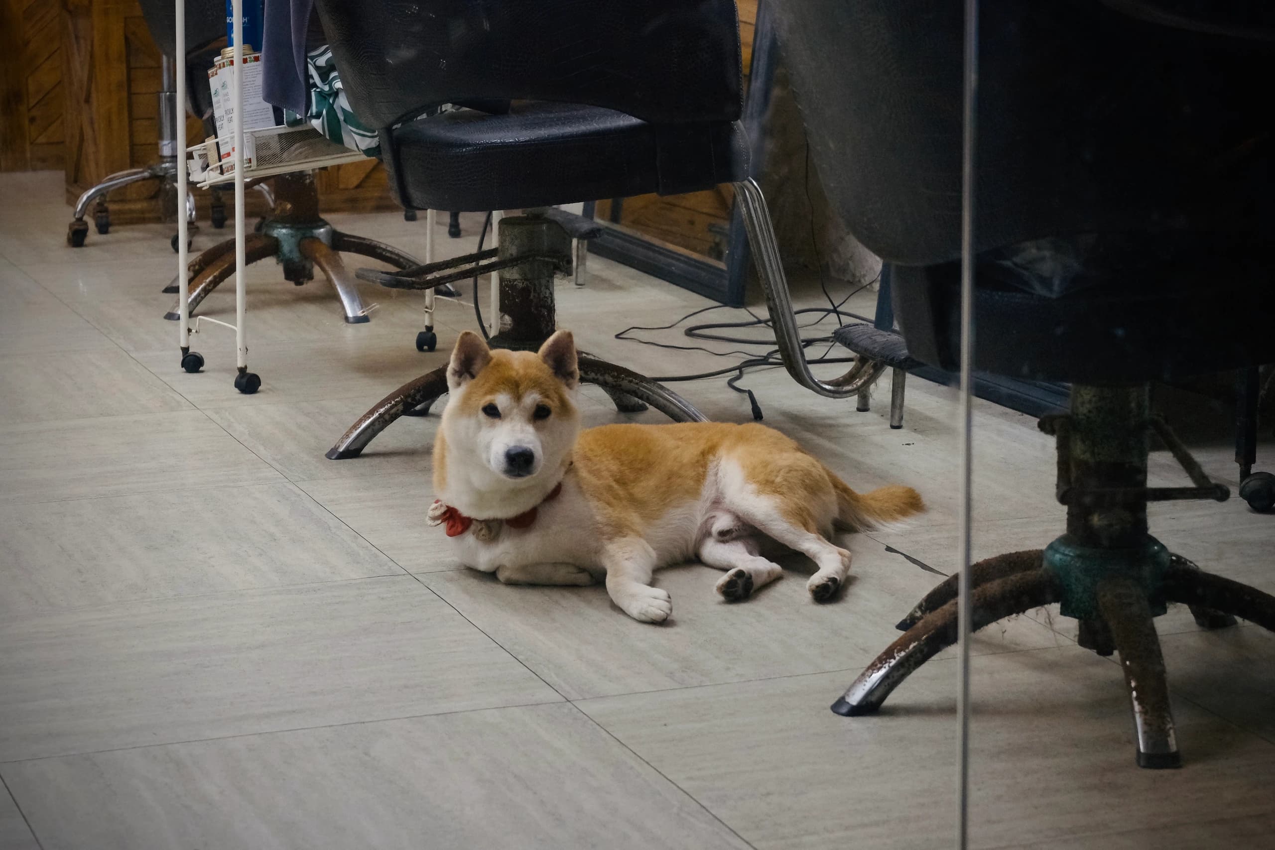 Doggie in Salon