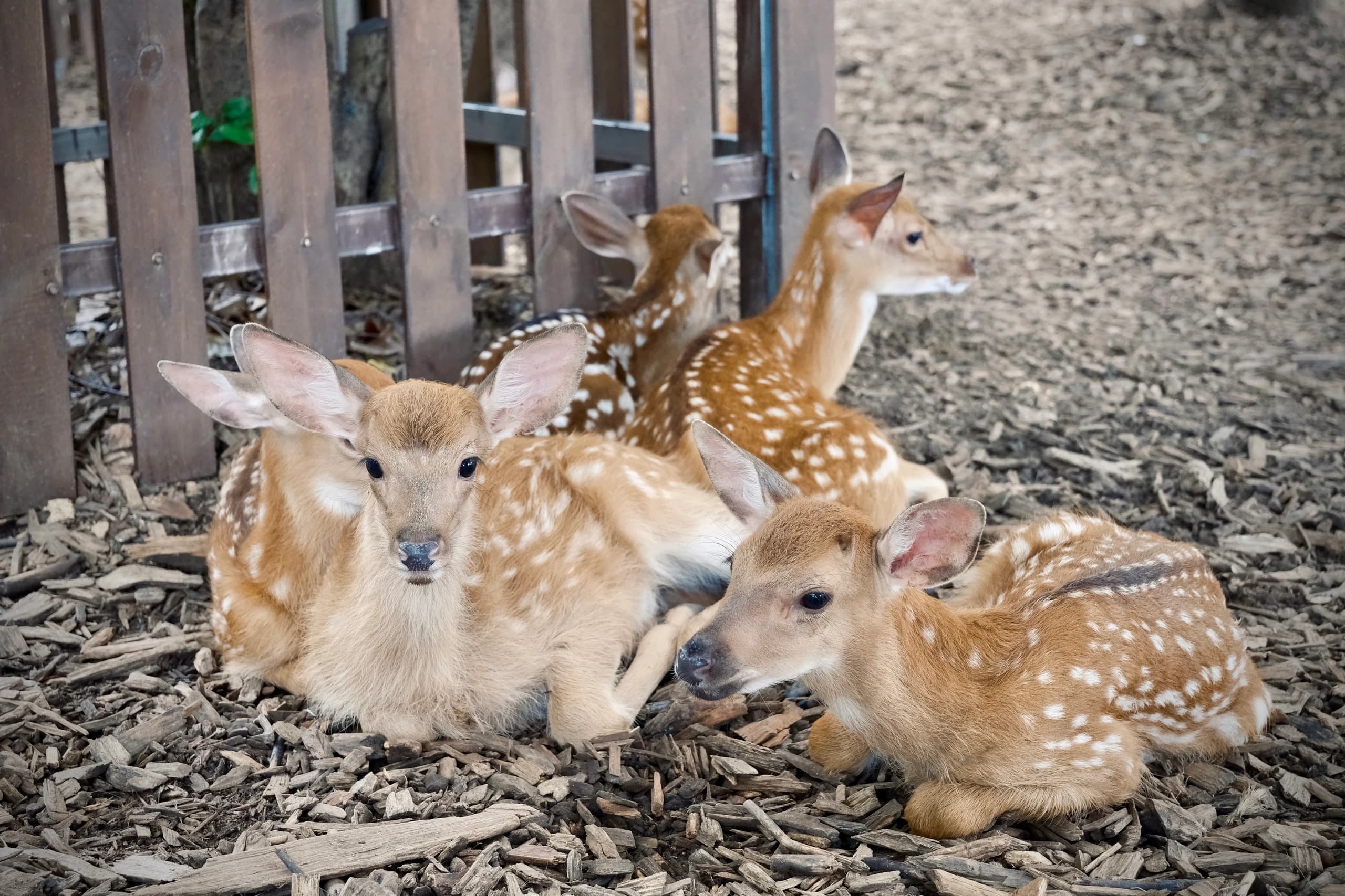 Young Deers
