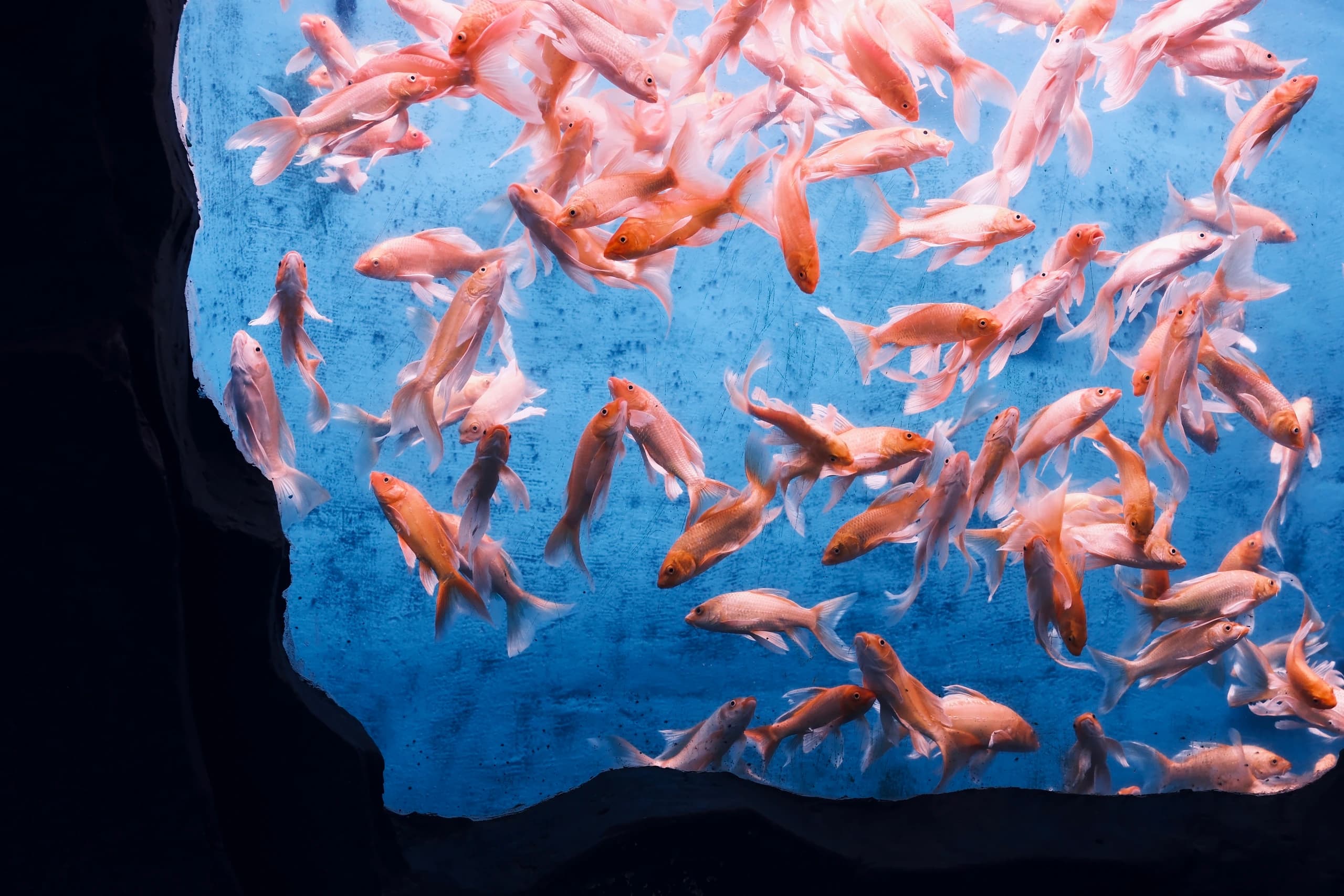 School of Fish